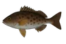 Étrille (Necora puber)