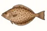 Cardine franche (Lepidorhombus whiffiagonis)