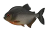 Pirana noir (Serrasalmus rhombeus)