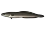Congre noir (Conger orbignianus)