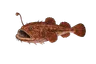 Baudroie rousse (Lophius budegassa)