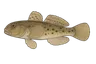Gobie à taches noires (Neogobius melanostomus)