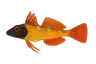 Triptérygion (Tripterygion delaisi)