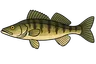 Sandre (Sander lucioperca)