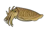 Seiche (Sepiida)