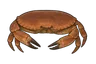 Tourteau (Cancer pagurus)