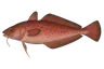 Mostelle (Phycis phycis)