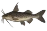 Couman couman (Sciades couma)