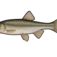 Pseudorasbora
