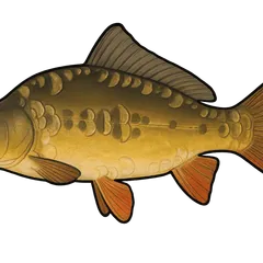 Carpe miroir