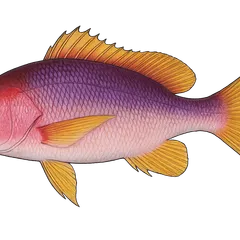Vivaneau