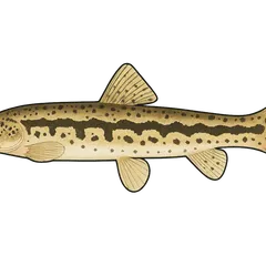 Loche de rivière