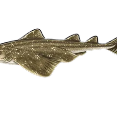 Ange de mer