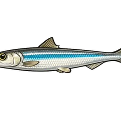 Anchois commun