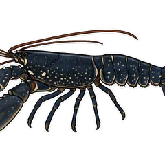 Homard