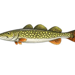 Brochet d'Europe