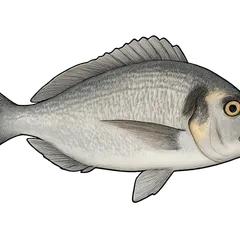 Dorade royale