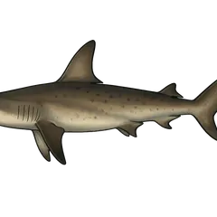 Requin marteau