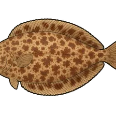 Sole-perdrix