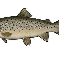 Truite de mer
