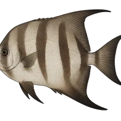 Poisson assiette
