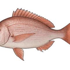 Daurade rose