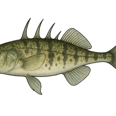 Épinochette