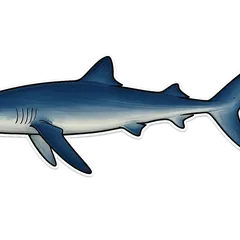 Requin peau bleue