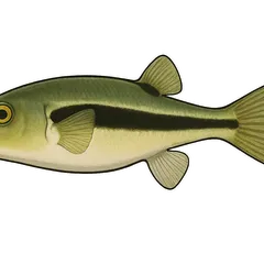 Bubulle