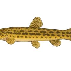 Loche d'étang