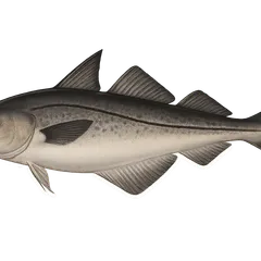 Églefin