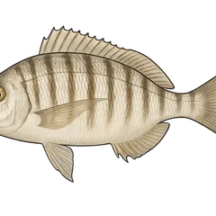 Marbré