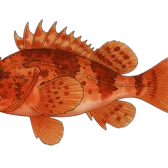 Chapon rouge