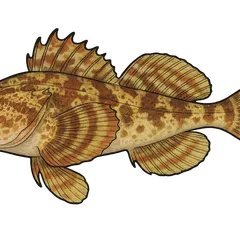 Chabot de mer