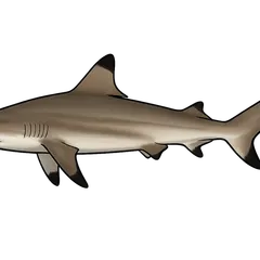 Requin bordé