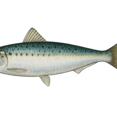Sardine commune