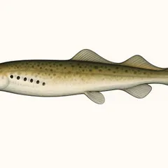 Lamproie fluviatile