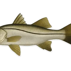 Loubine