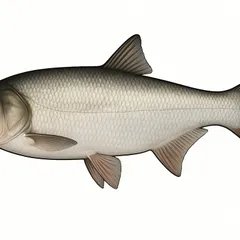 Carpe argentée