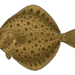 Turbot