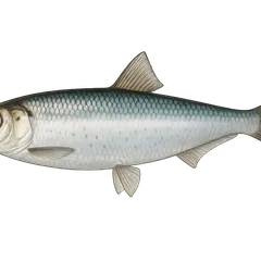 Sprat commun
