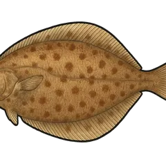 Limande-sole