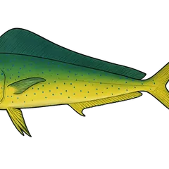 Coryphène