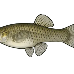 Gambusie