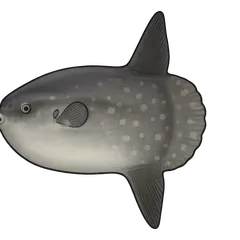 Poisson lune