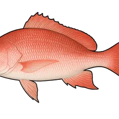 Carpe rouge
