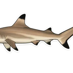 Requin pointes noires
