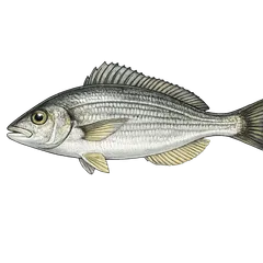Dorade grise
