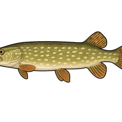 Brochet