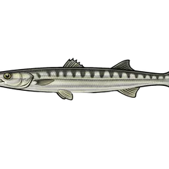Barracuda européen